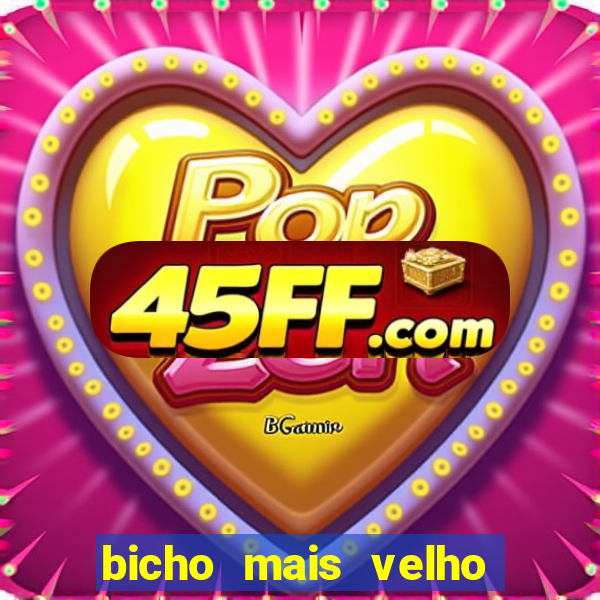 bicho mais velho da loteria dos sonhos